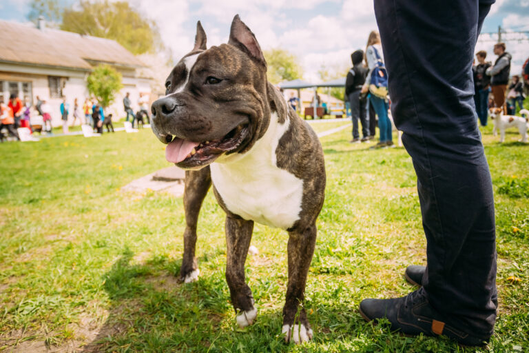 Dog American Staffordshire Terrier on Training Outdoor