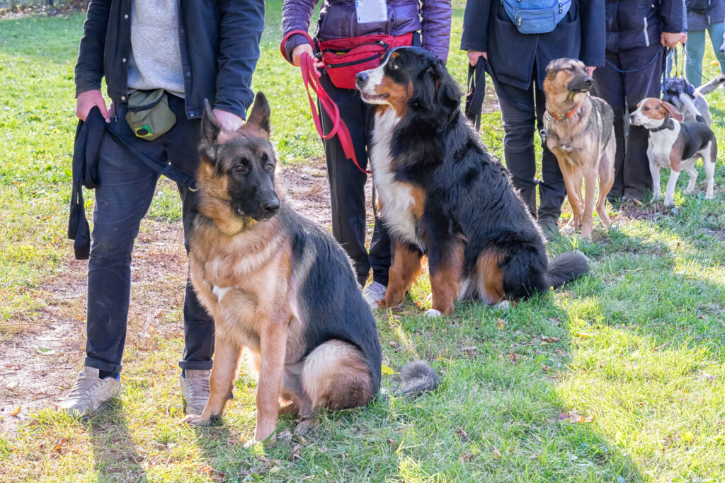 Group of dogs with owners at puppy school