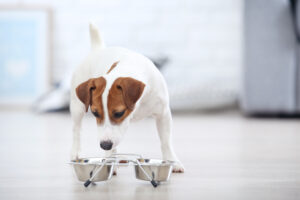 Changing Food for Dogs