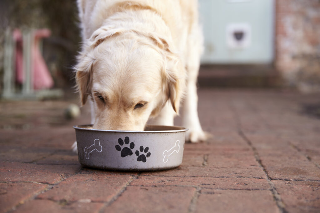 Labrador eating cold-pressed food