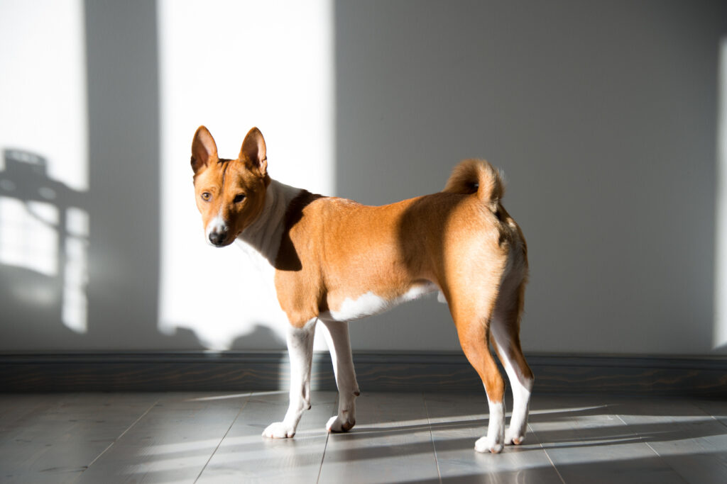 red brown basenji