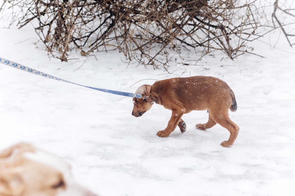 scared dog snow