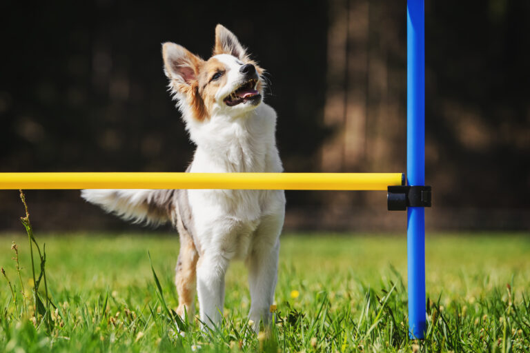 Agility for small dogs