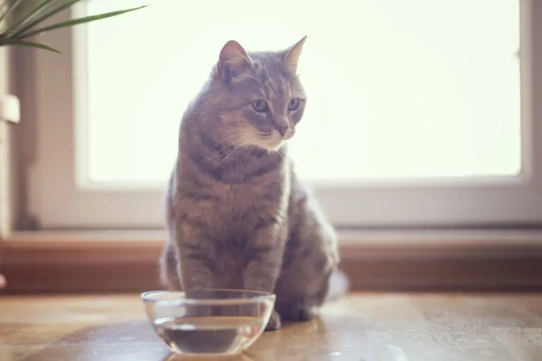 Cat drinking fresh water to prevent bladder stones and stay hydrated