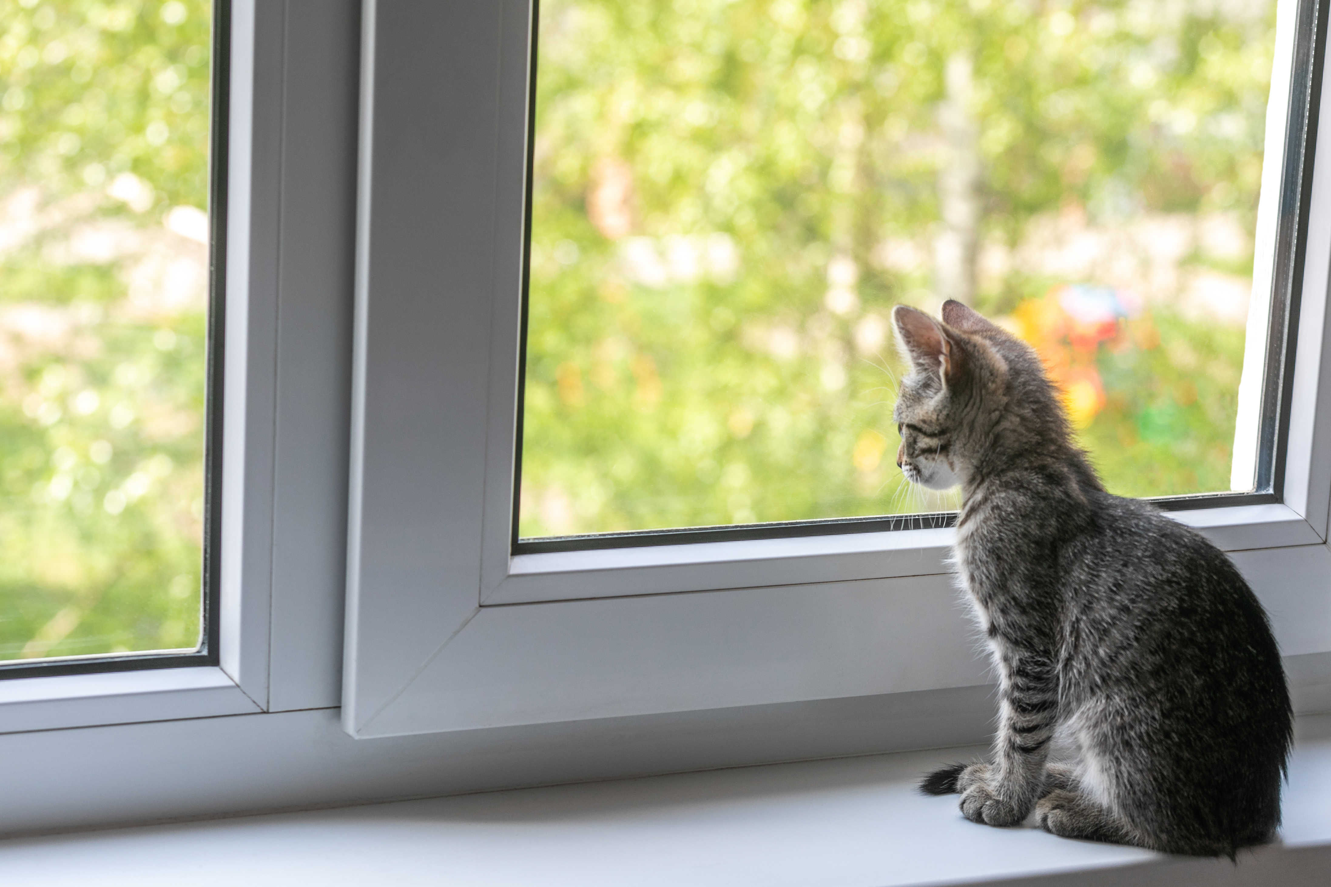 First Humans Now Pets Cats In Infected Or Self Isolating Homes Told To Stay Indoors