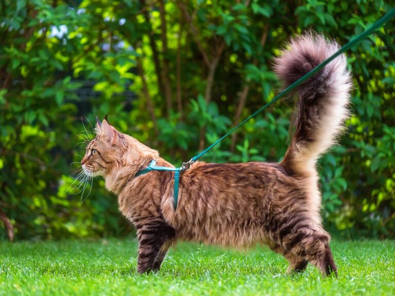 Maine Coon on a leash