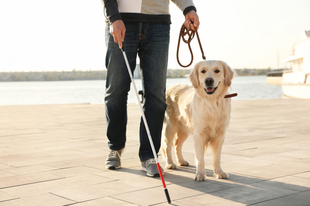 guide dog with blind person