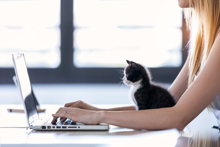 Working at home - cat on laptop