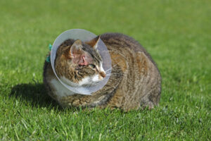 Abscess in Cats
