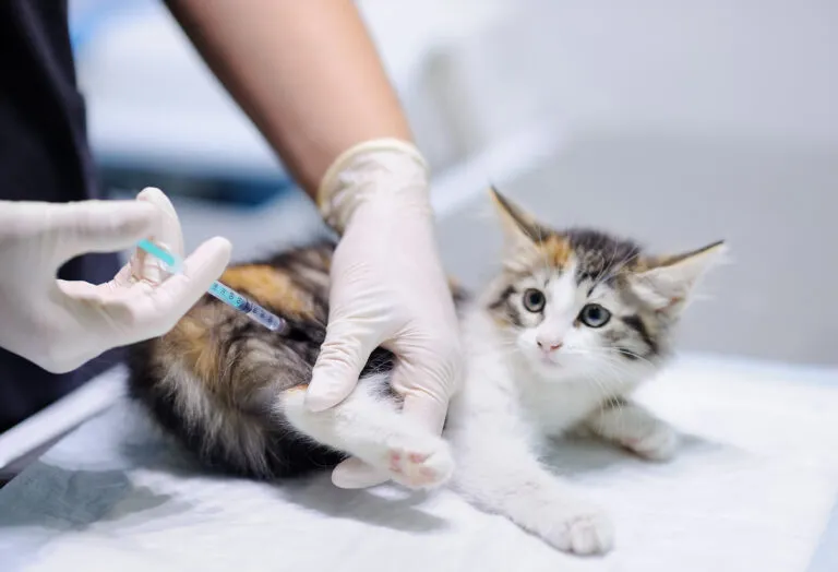Cat vaccination protects against rabies.
