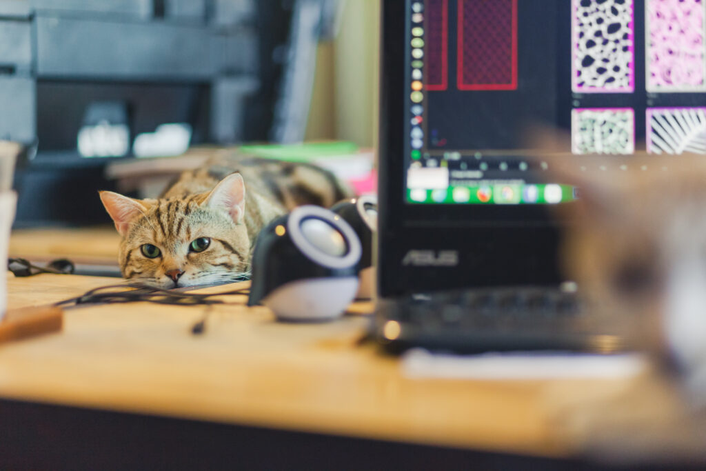 how to do home office with a cat how to do home office with a cat