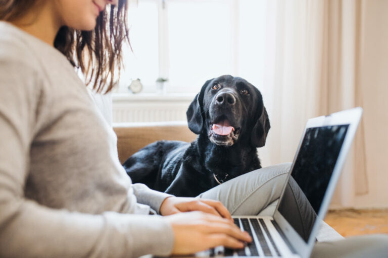 Working from home with dogs