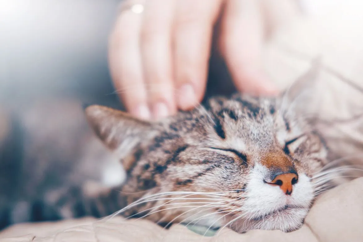 Cat meowing because she feels lonely
