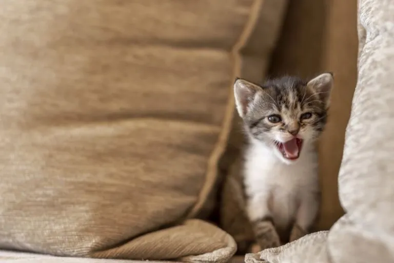 Cat is Meowing at Night
