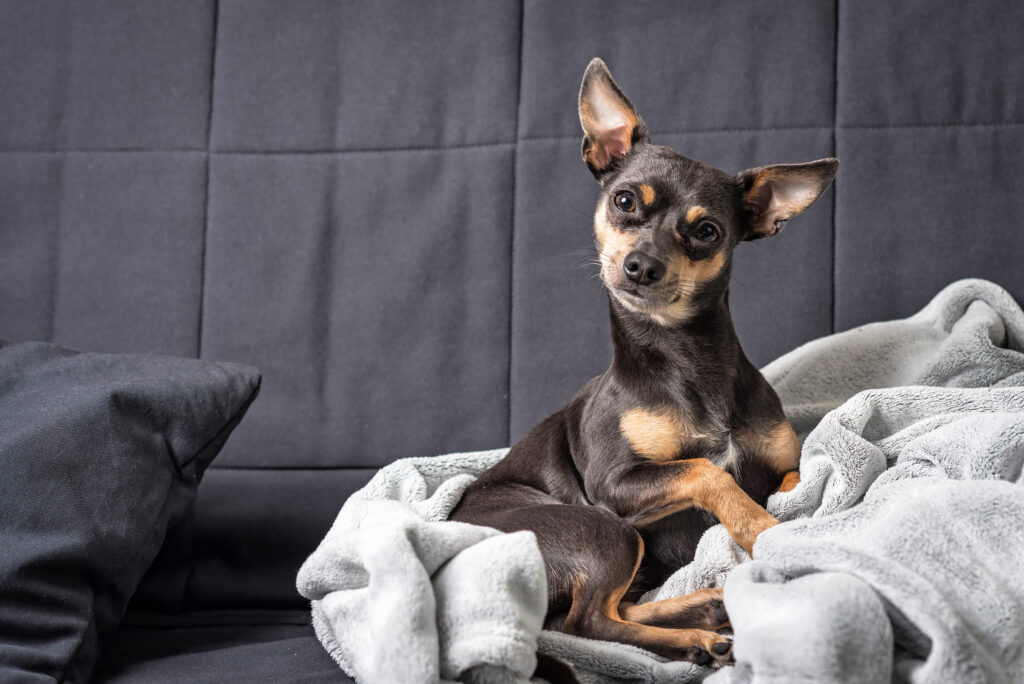 pinscher small