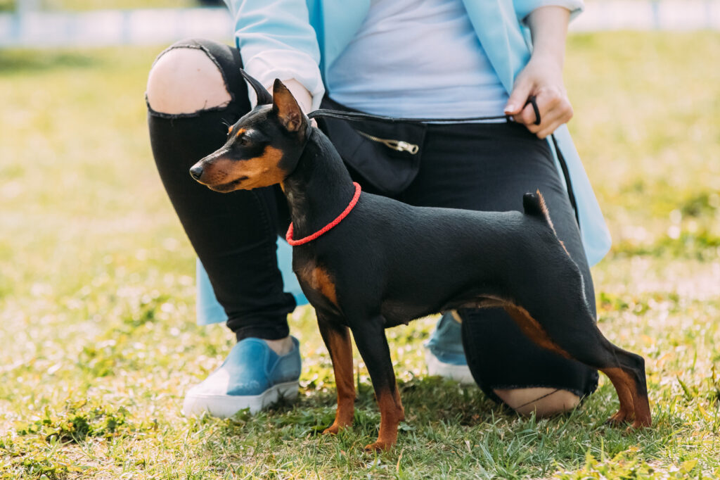 black and brown mini pinscher