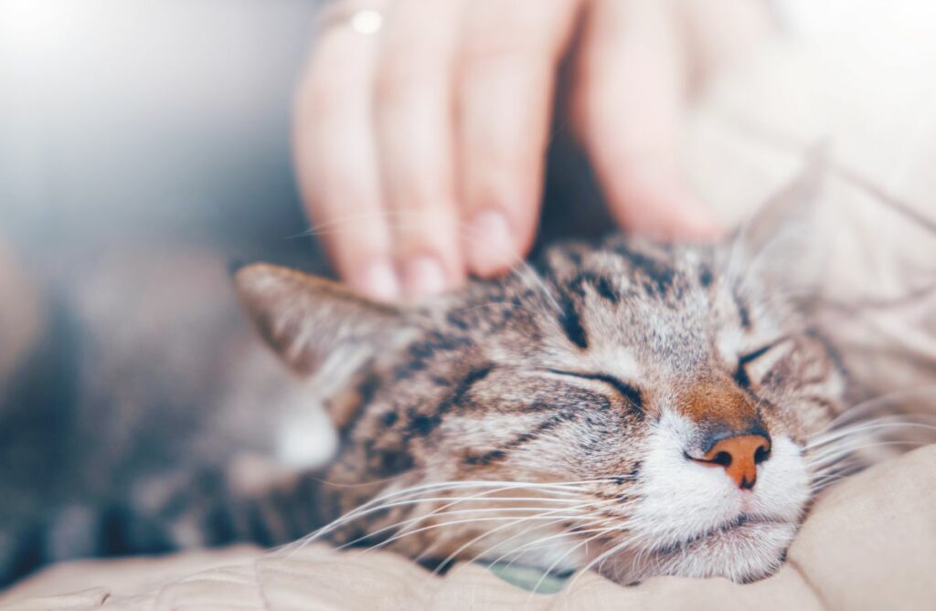 Cat is being comforted and stroked Cat is being comforted and stroked