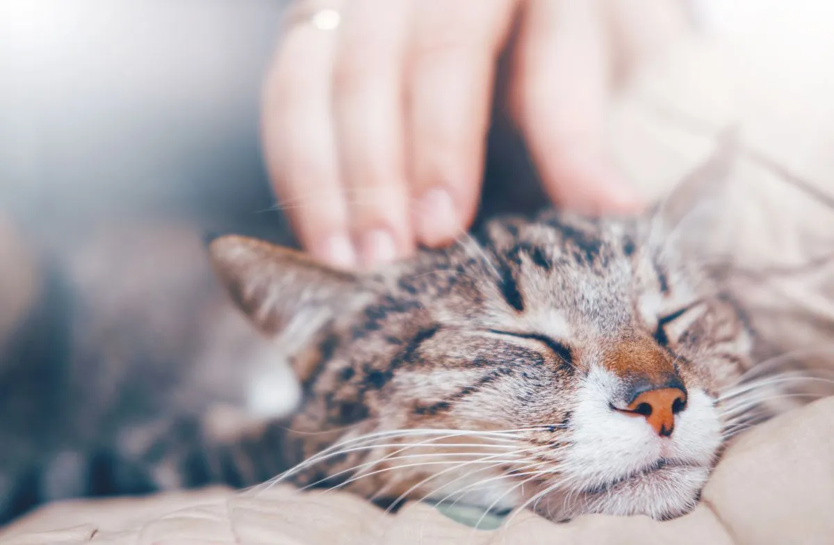 Cat is being comforted and stroked