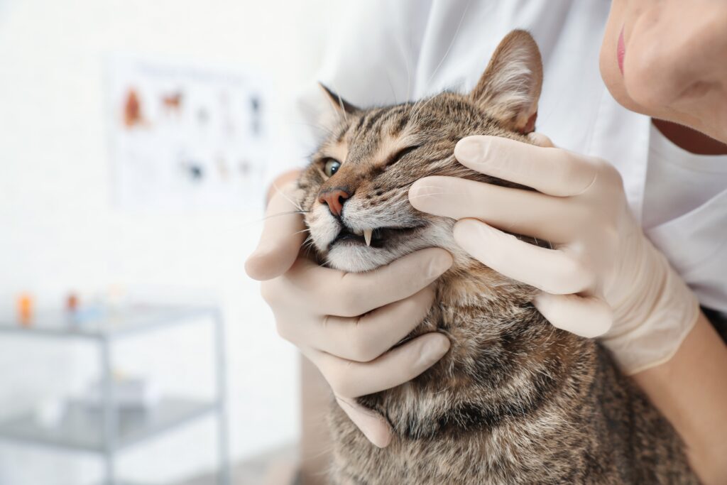cat gets dental check up at vet