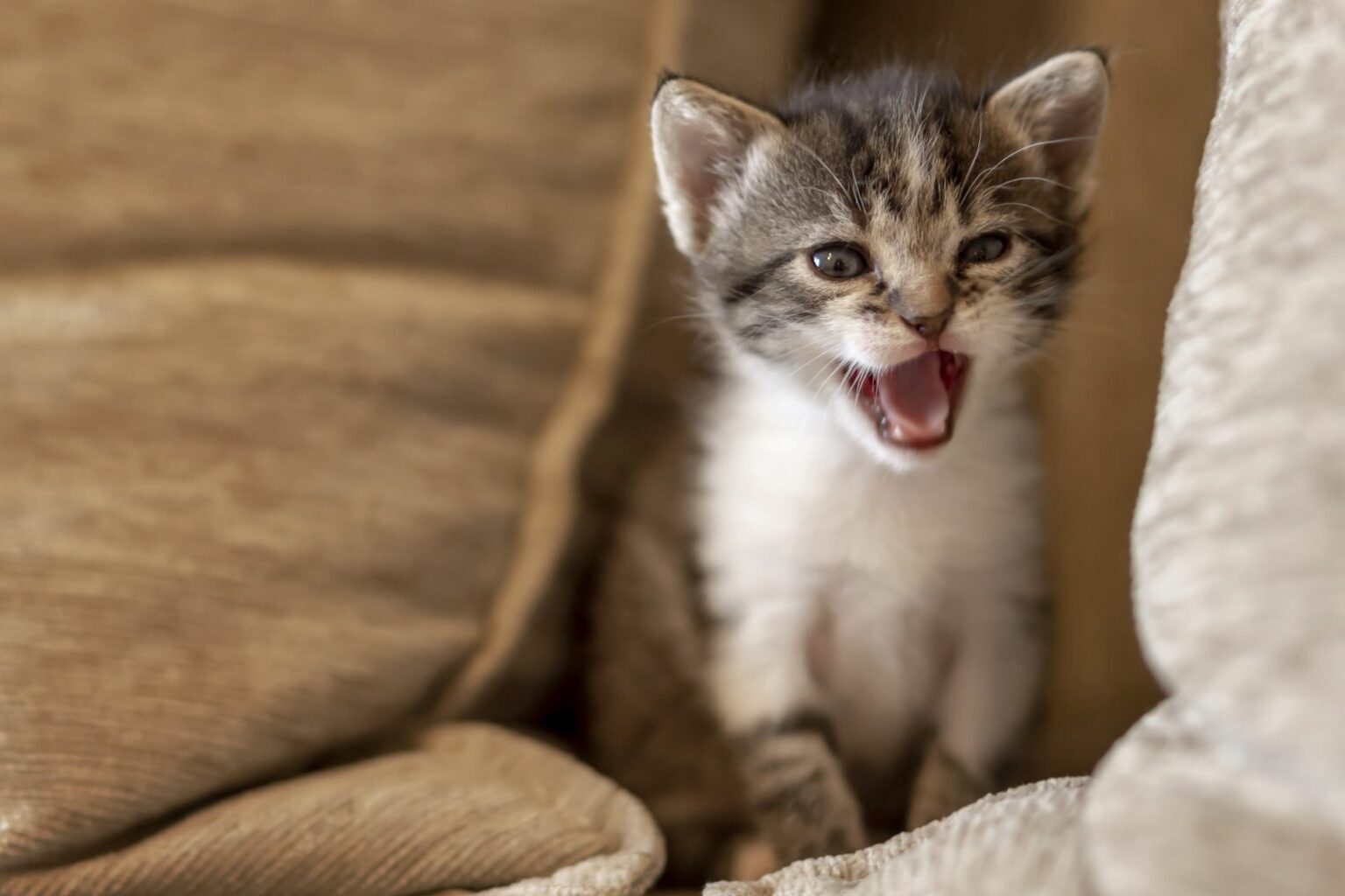 Why Do Cats Make Weird Noises At Night? 7 Feline Sounds And What The Mean