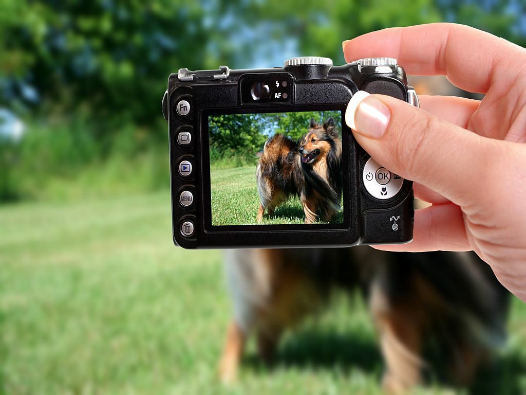 dog photo on digital camera dog photo on digital camera
