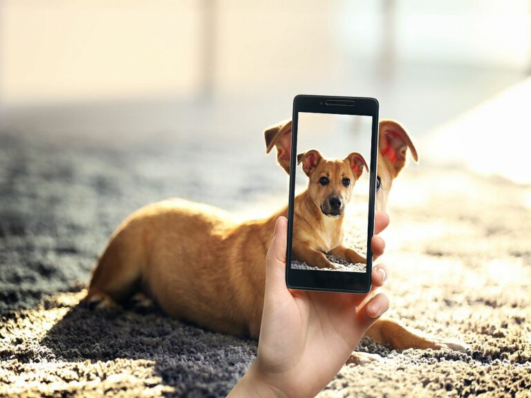Top 10 Tips for better dog pictures