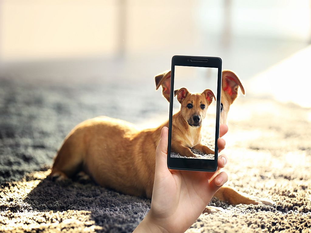 10 tips for taking the perfect photo of your dog zooplus Magazine