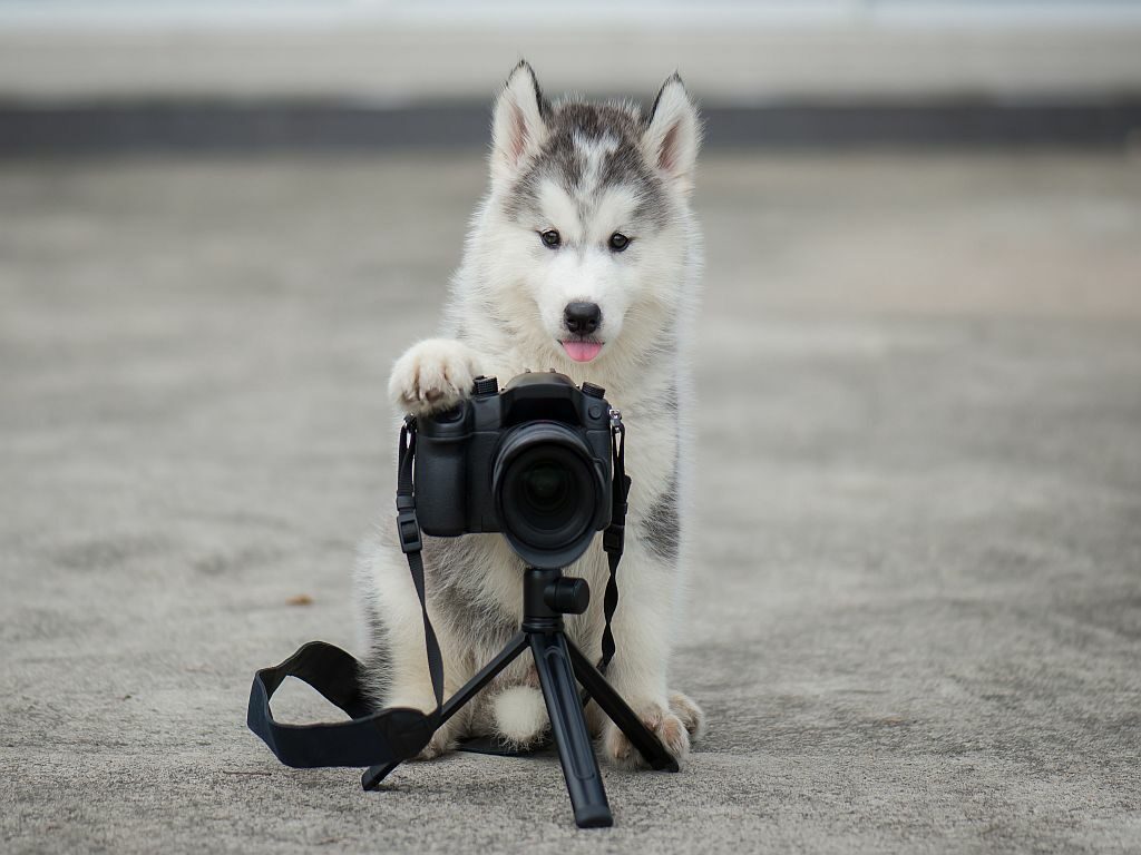 husky photographer husky photographer