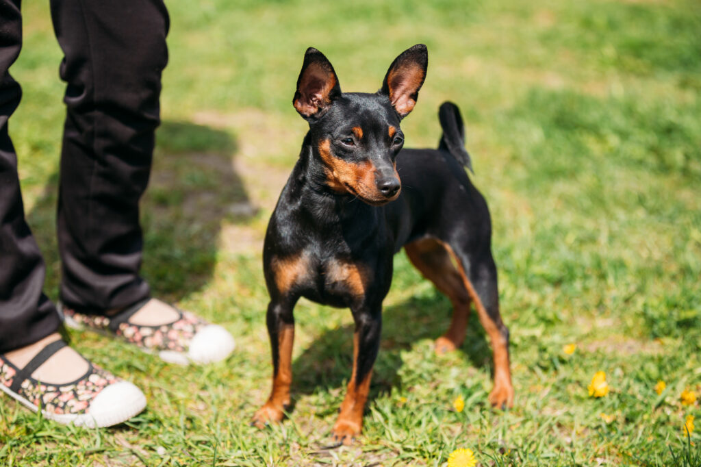 Mini Pinscher on lawn