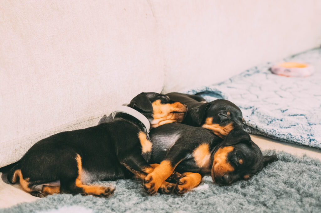 mini pinscher puppies