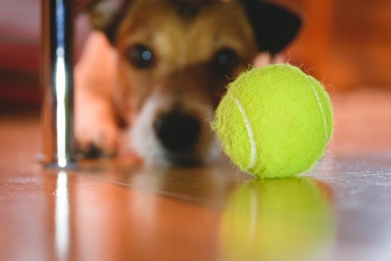 Safe Toys For Dogs And Why To Avoid Tennis Balls And Sticks #226