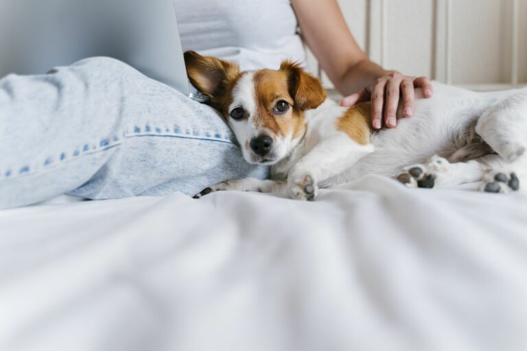 Dog adoption during lockdown