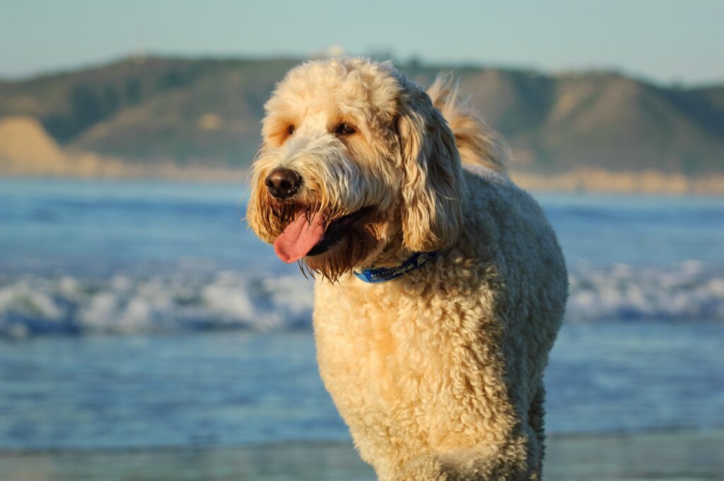 goldendoodle on beach