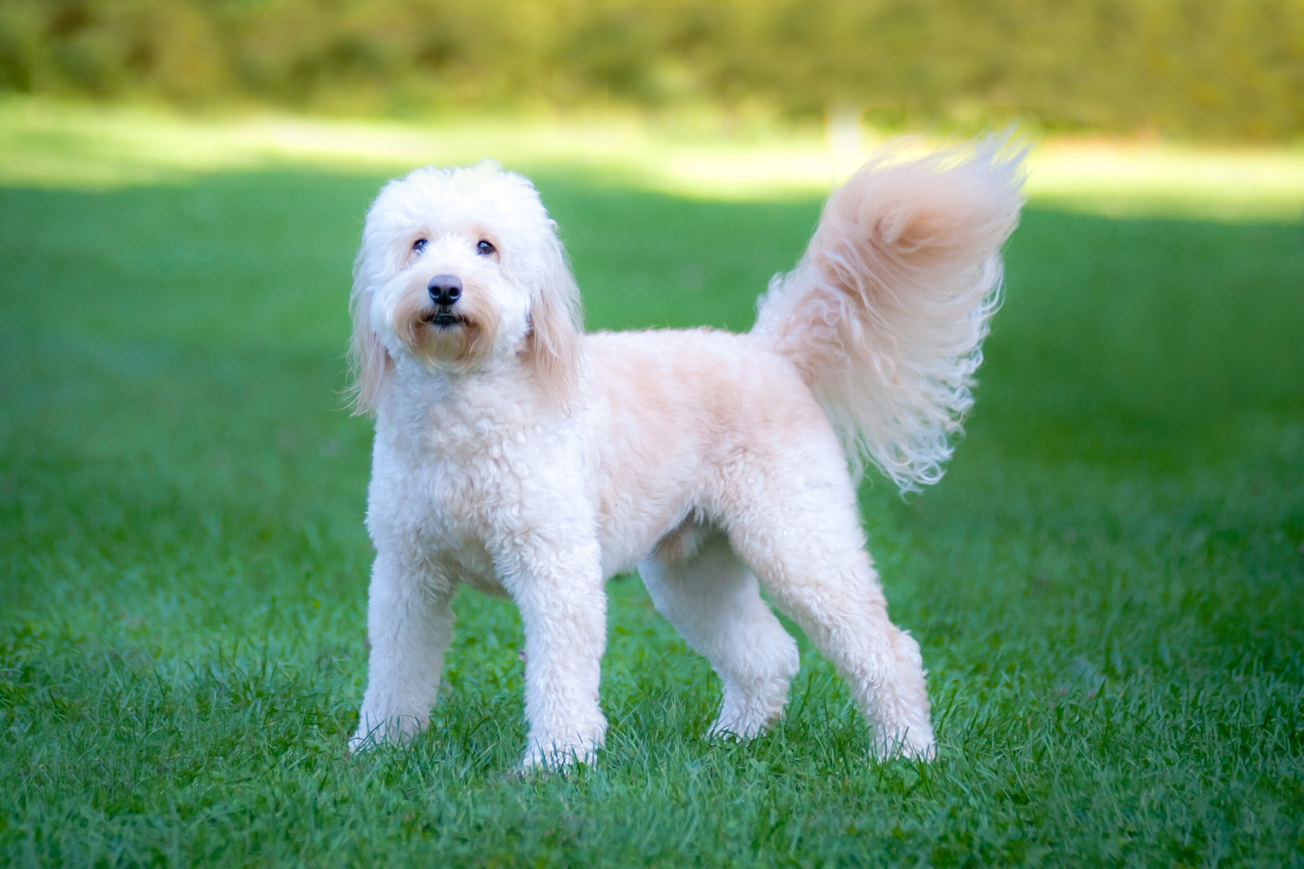 are goldendoodles good family pets