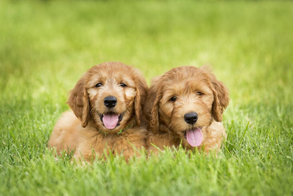 goldendoodle puppies