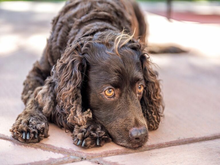 American Water Spaniel