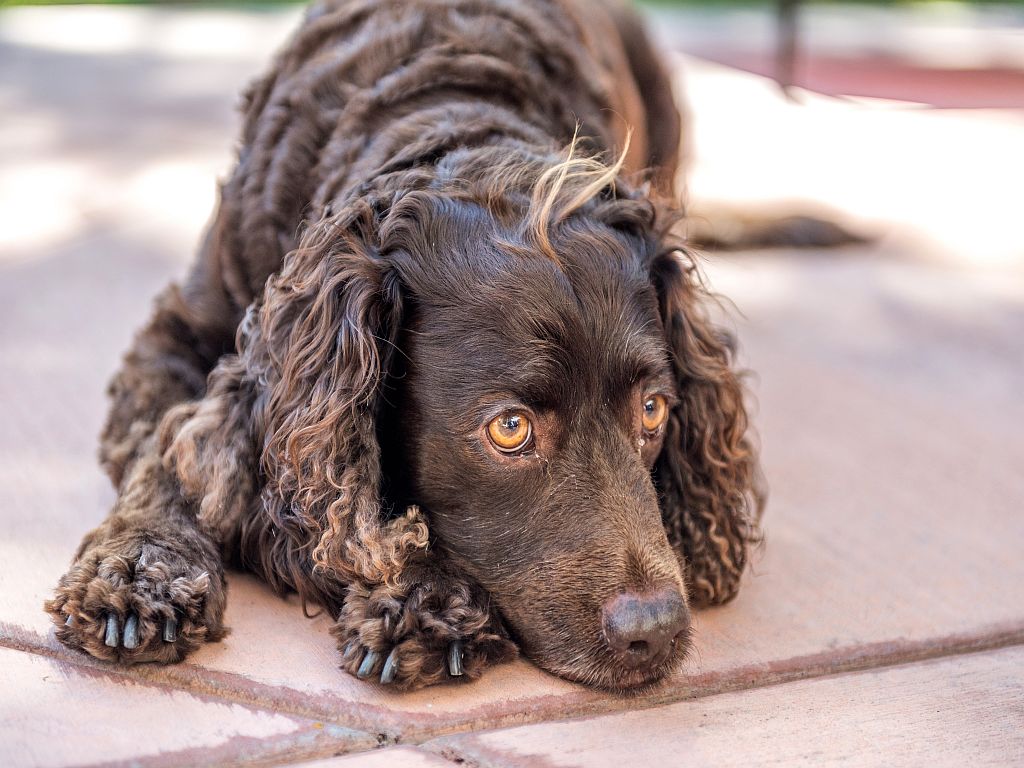 american water spaniel puppies for sale