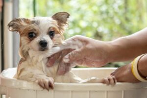 Bathing puppies