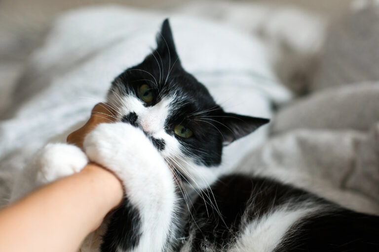 moustache cat biting