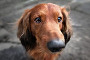 How Do Dogs See? All About Colour Perception and Vision