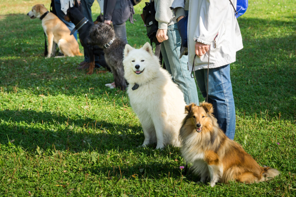 disobedience dog school