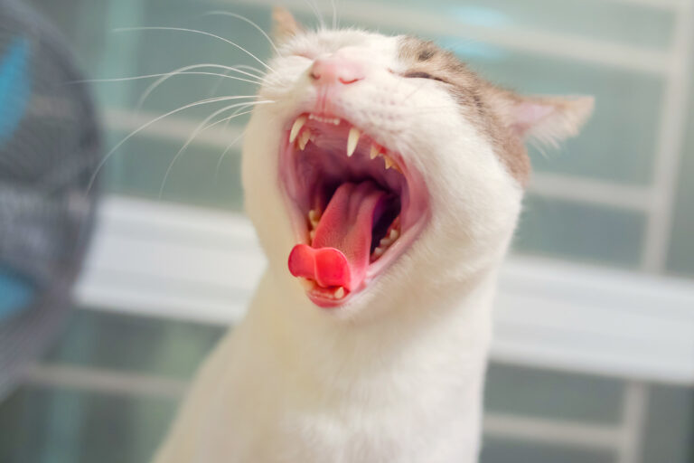 gingivitis in cats - gum inflammation