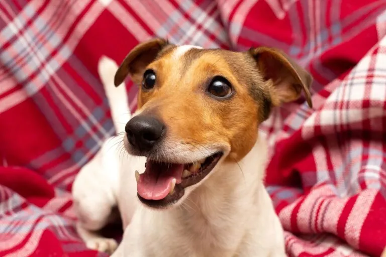 A Jack Russell is lying on a blanket