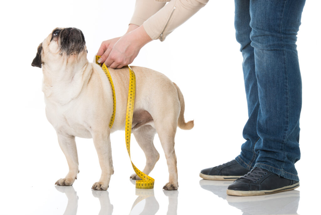 Overweight pug Overweight pug