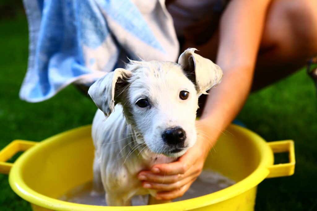 when can i give my puppy a bath