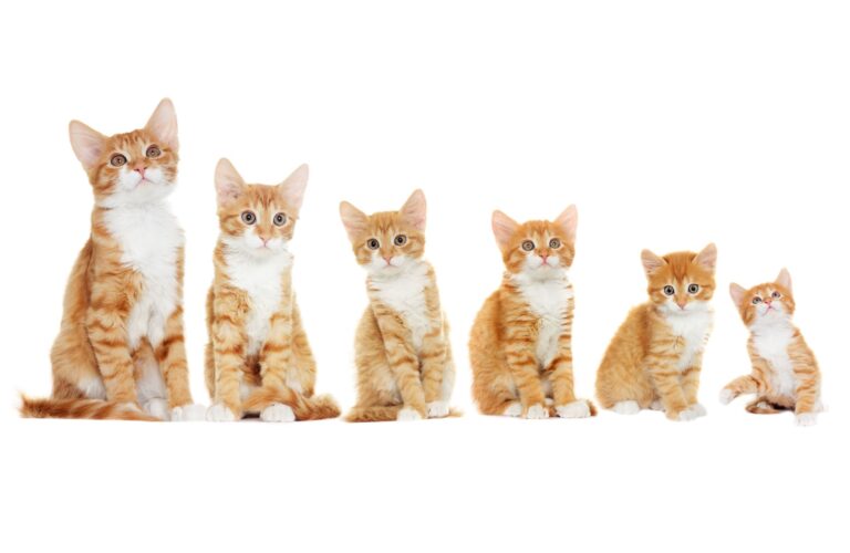 growth of cats in six phases growth of cats in six phases