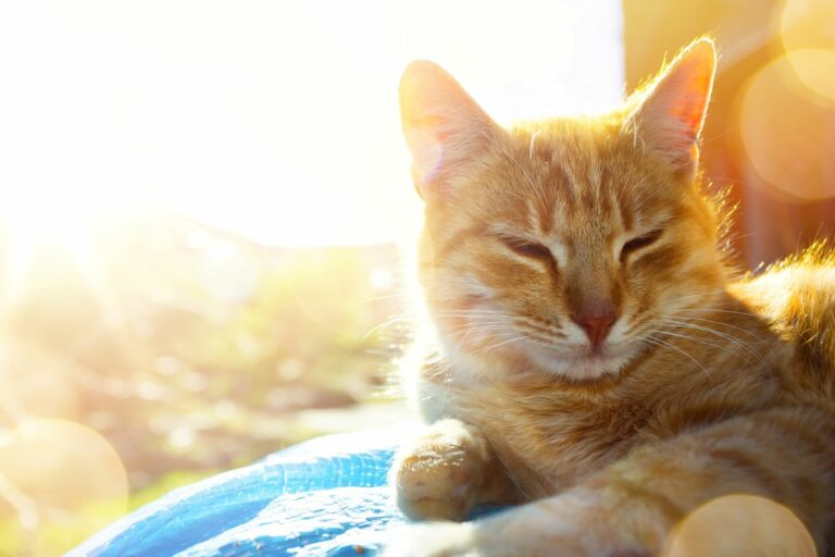 Katze legt auf einer Decke.