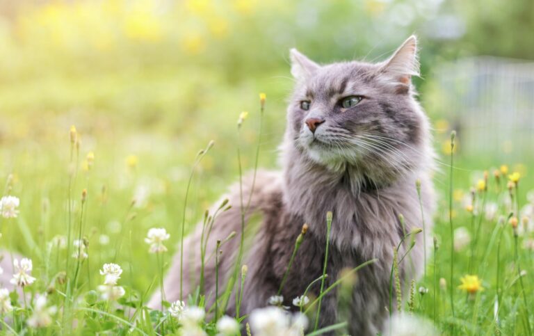 asthma in cats