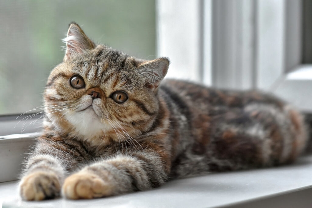 exotic shorthair