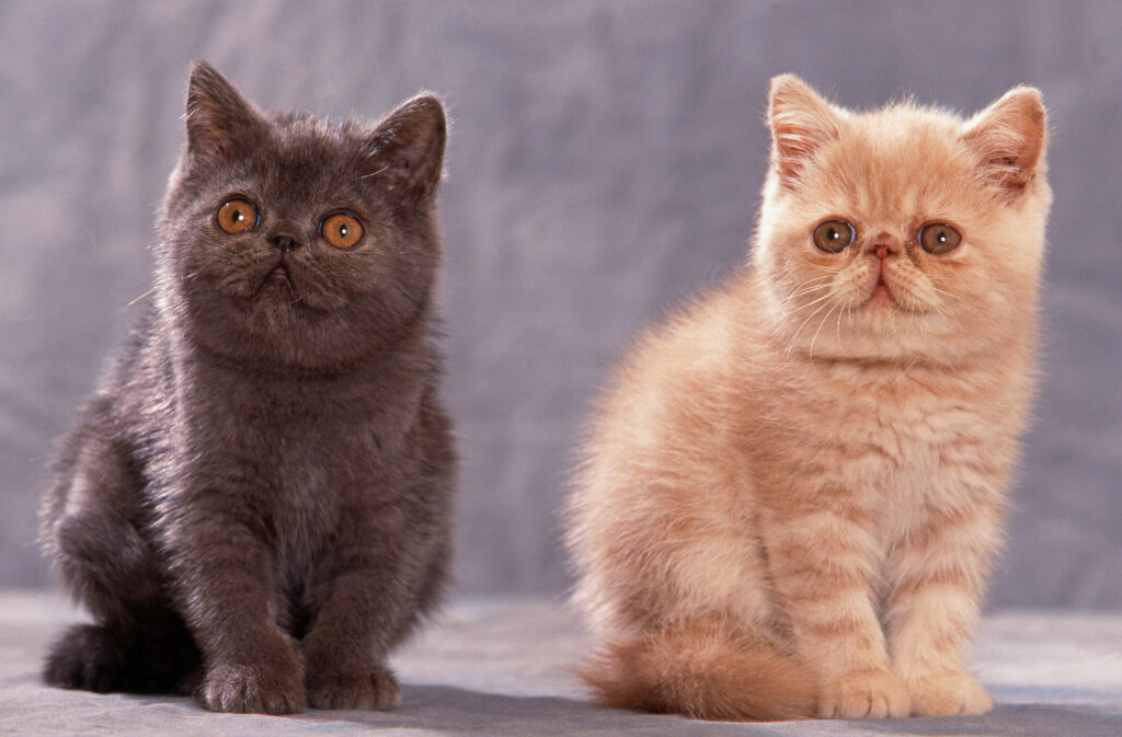 Exotic shorthair kittens